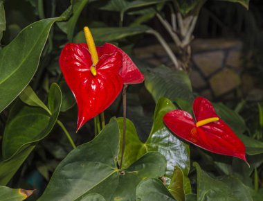 Beyaz ercik ile güzel kırmızı petal. Anthurium