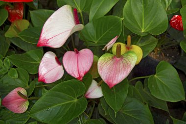 Beyaz ercik ile güzel kırmızı petal. Anthurium