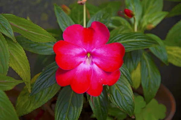 印象的な大きな深紅色の花を葉します。 — ストック写真