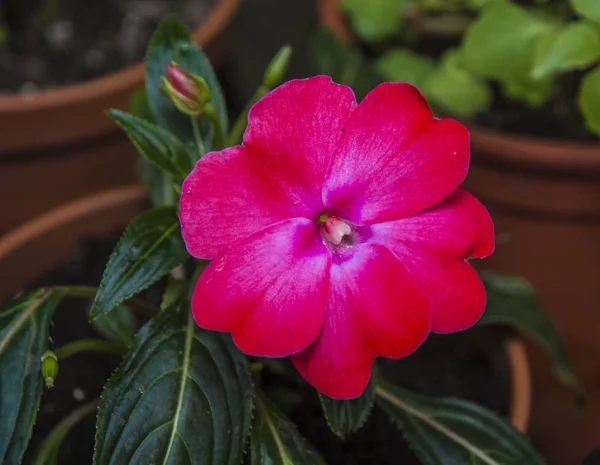 印象的な大きな深紅色の花を葉します。 — ストック写真