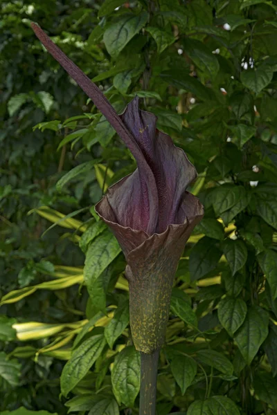 Enorme flor de folhagem escura — Fotografia de Stock