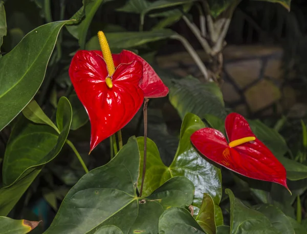 Bela pétala vermelha com um Stamen branco. Antúrio — Fotografia de Stock