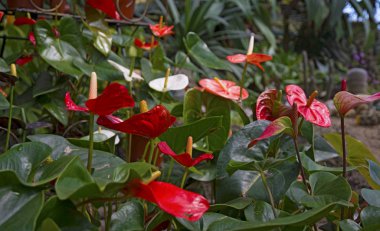 Beyaz ercik ile güzel kırmızı petal. Anthurium