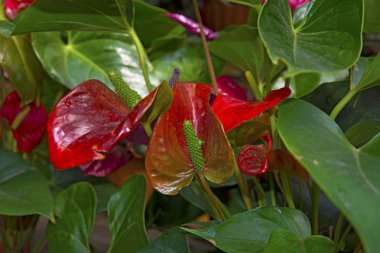 Beyaz ercik ile güzel kırmızı petal. Anthurium