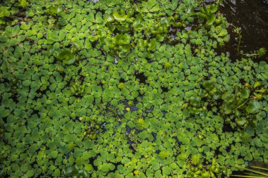 güzel gölet tüm yapraklarla kaplı