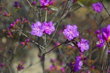 Eflatun çiçekler, Bahar çiçek ile bir güzel funda