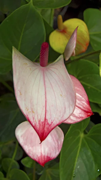 Hermoso pétalo rojo con un estambre blanco. Anturio — Foto de Stock