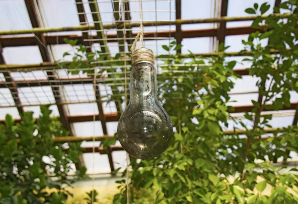 glass light bulb hanging on a rope from the ceiling in a greenhouse