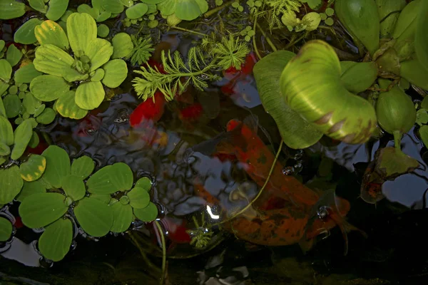 Peces rojos en el estanque con hierba — Foto de Stock