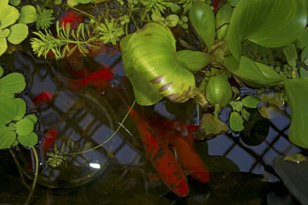 Peixe vermelho na lagoa com grama — Fotografia de Stock