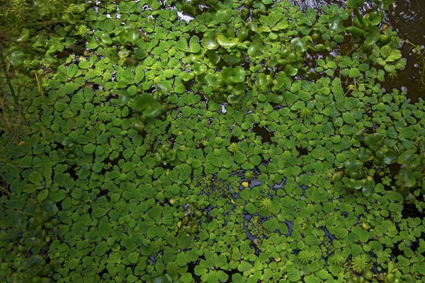 Hermoso estanque todo cubierto de hojas — Foto de Stock