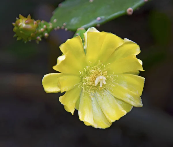 Vackra gula blommor blomma på våren — Stockfoto
