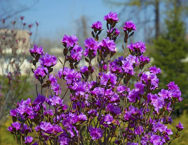 Eflatun çiçekler, Bahar çiçek ile bir güzel funda — Stok fotoğraf