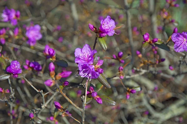 Krásný keř s fialovými květy, kvete na jaře — Stock fotografie