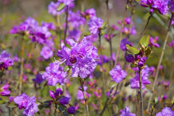 Un bel arbuste aux fleurs lilas, fleurit au printemps — Photo