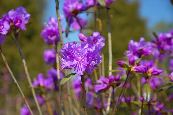 春に咲くライラック色の花を持つ美しい低木 — ストック写真