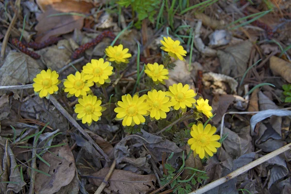 Krásné žluté květy kvetou na jaře — Stock fotografie