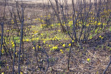 Yeni sarı çiçek lahanası