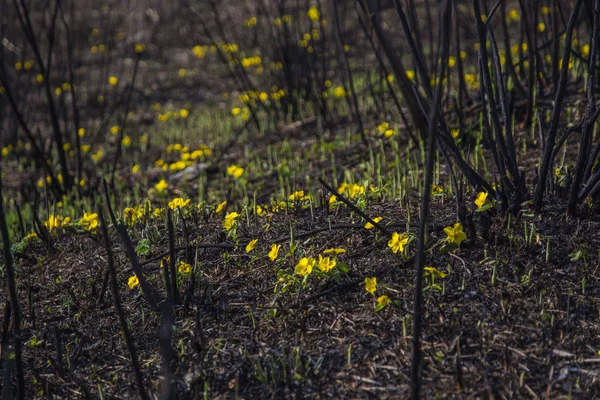 Rašit nové žluté květy — Stock fotografie