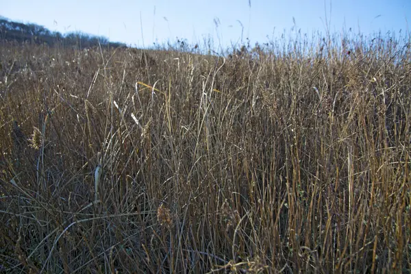 Um campo com uma grama seca alta — Fotografia de Stock