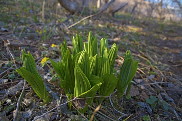 Mladé zelené rostliny klíčit na jaře na svazích — Stock fotografie