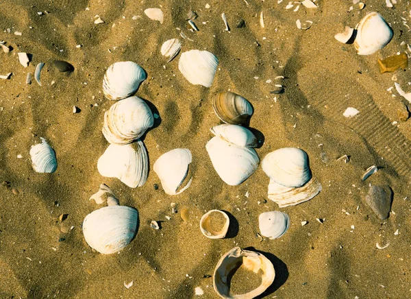 Plage de sable sur elle se trouvent de beaux coquillages — Photo