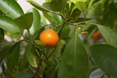 Meyveli portakal ağacı