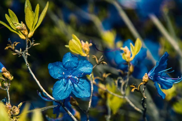 Biberiye çiçekler, parlak mavi çiçek ile bir güzel Funda. — Stok fotoğraf