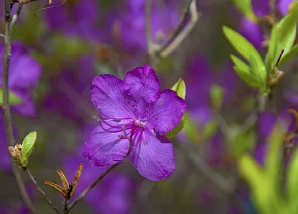 Biberiye çiçekler, parlak Lila ve pembe çiçek ile bir güzel Funda — Stok fotoğraf