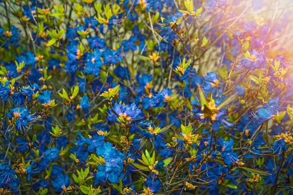 Δεντρολίβανο λουλούδια, ένα όμορφο θάμνος με φωτεινό μπλε λουλούδια. — Φωτογραφία Αρχείου
