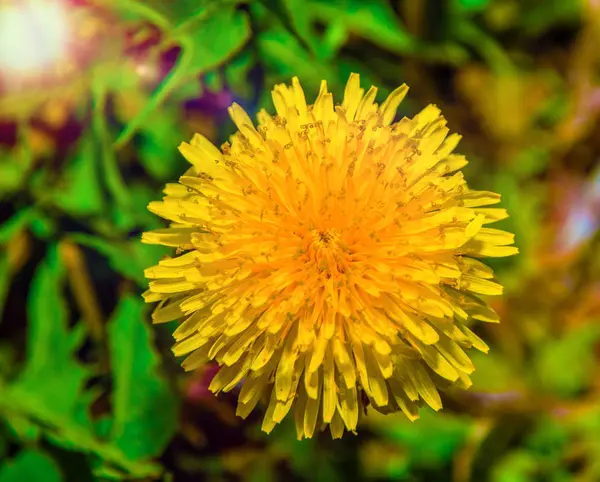 Close-up of a large bright yellow dandelion — Stock Photo, Image