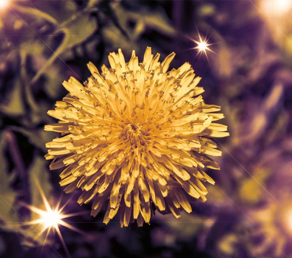 Close-up dari dandelion kuning terang besar — Stok Foto