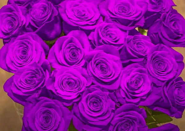 . schöner Strauß saftig leuchtender lila Rosen — Stockfoto
