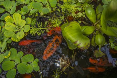 rezervuar float kırmızı balık nilüferler bak