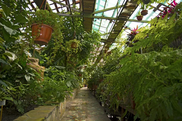 Botaniska trädgård överallt det finns olika mycket ljusa vackra blommor och växter — Stockfoto