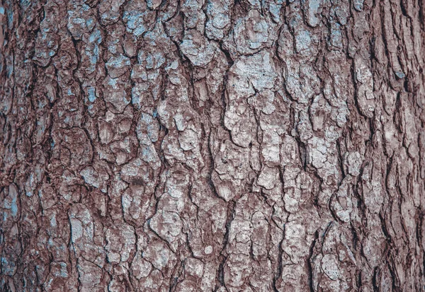 Дерев'яна кора. текстура кори . — стокове фото