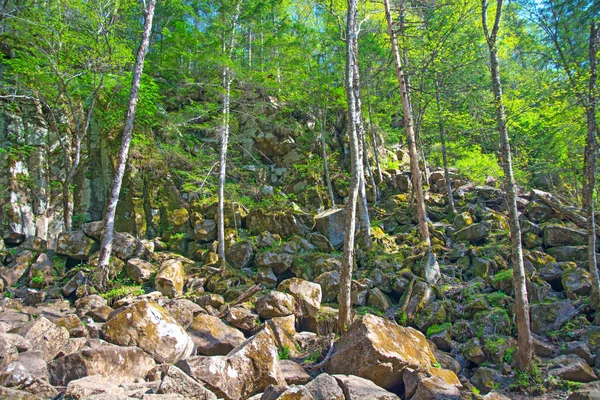 Fák nőnek a sziklás lejtőn, sok nagy kövek, és a fölöttük az erdő — Stock Fotó