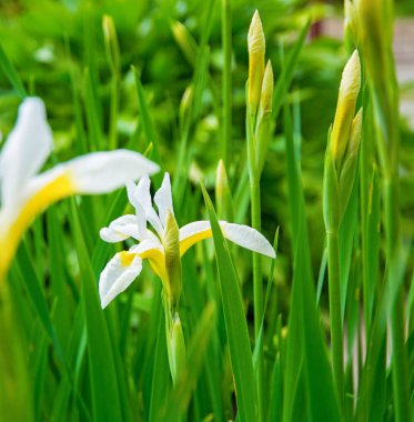güzel beyaz süsen yeşil yaprakları, parlak ilginç çiçek tarafından çevrili büyümek. güneşli gün
