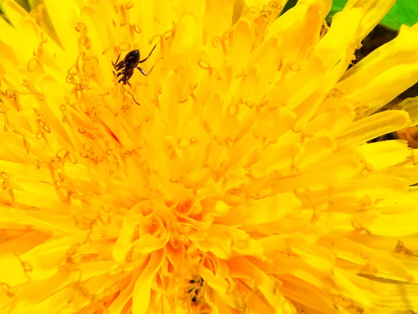 Dente Leão Grandes Planos Pétalas Têm Rastejando Formigas Flor Amarela — Fotografia de Stock