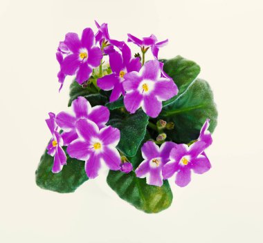 Menekşe Menekşe, beyaz arka plan üzerinde izole pot