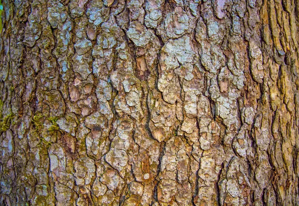 Casca Madeira Textura Casca Antecedentes — Fotografia de Stock