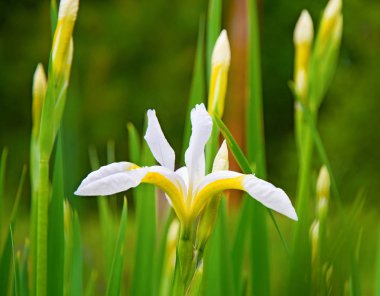 güzel beyaz süsen yeşil yaprakları, parlak ilginç çiçek tarafından çevrili büyümek. 