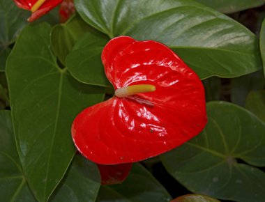 krasbvye sulu parlak renkler, kırmızı ile beyaz ercik petal. Anthurium