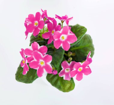 Menekşe Menekşe, beyaz arka plan üzerinde izole pot