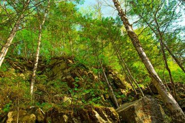 ağaçlar büyümeye kayalık yamaç, birçok büyük taşları ve üstlerindeki orman