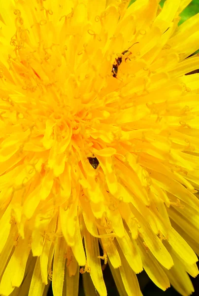 Löwenzahn große Pläne, die Blütenblätter lassen ihn krabbeln Ameisen. — Stockfoto