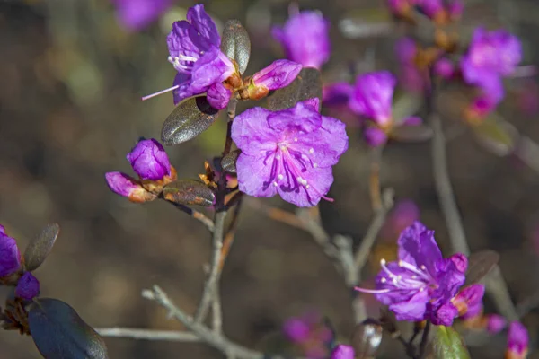 Lila Bush, Labrador çay güzel çiçekler ile güneşli bir bahar — Stok fotoğraf