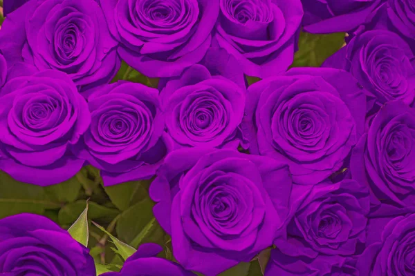 . beautiful bouquet of juicy bright lilac roses — Stock Photo, Image