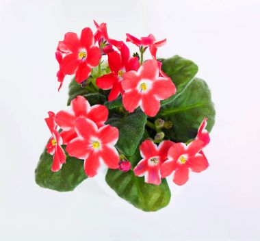 Menekşe Menekşe, beyaz arka plan üzerinde izole pot