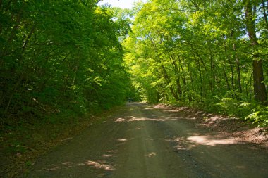 ağaçlar büyümeye kayalık yamaç, birçok büyük taşları ve üstlerindeki orman